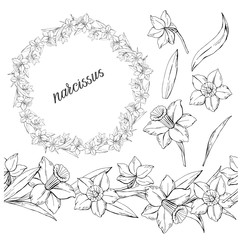 Set of floral monochrome elements of narcissus, flowers and leaves, and seamless horizontal brush with them, isolated on white background, vector hand-drawn illustration