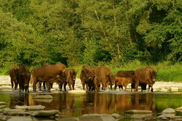 Fototapeta na wymiar Wisents (Bison bonasus) in the San river. Bieszczady Mountains. Poland.