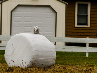 Snowy Owl on Hay Bale