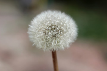 Dandelion seed head close up blurred background