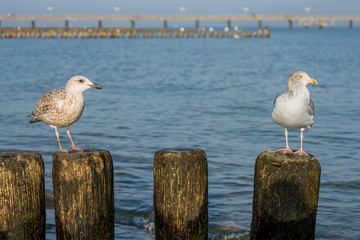 Seagull on a stage at the baltic sea beach