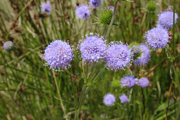 Obraz premium Jasione montana sheep's bit blue daisy flower in bloom bumblebee meadow close up