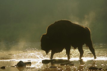 Silhouette of wisent (Bison bonasus) in the water at sunrise. Bieszczady Mountains. Poland.