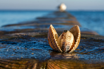 Fototapeta premium shells on a stage at the baltic beach