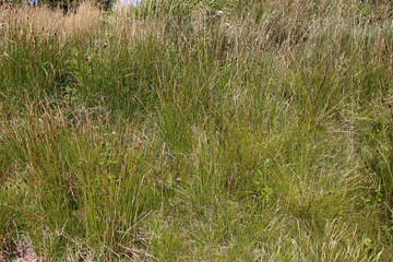 Tall green grass texture