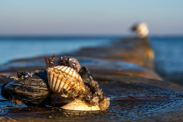 shells on a stage at the baltic beach