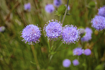 Fototapeta premium Jasione montana sheep's bit blue daisy flower in bloom bumblebee meadow close up