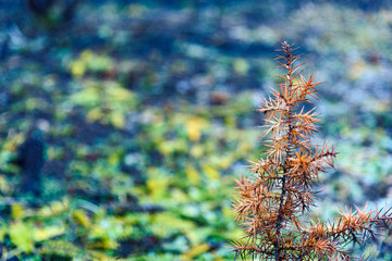 Juniper little orange tree closeup green bokeh background