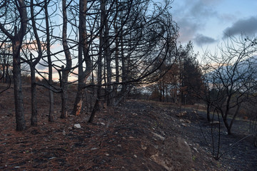 Burnt evergreen pine forest at sunset