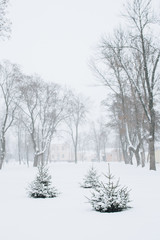 Christmas trees in the snow