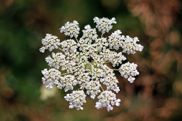 Cow parsley anthriscus sylvestris close up with blurred background bee