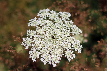 Cow parsley anthriscus sylvestris close up with blurred background bee