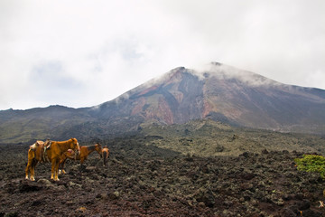 Horses in Volcano Pacaya National Park, Guatemala