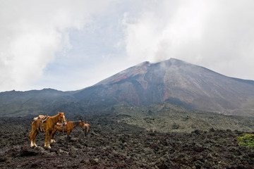 Horses in Volcano Pacaya National Park, Guatemala