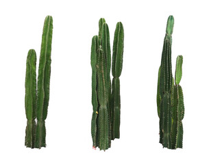 Ensemble de vraies plantes cactus isolé sur fond blanc