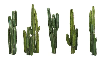 Papier Peint photo Lavable Cactus Ensemble de vraies plantes cactus isolé sur fond blanc