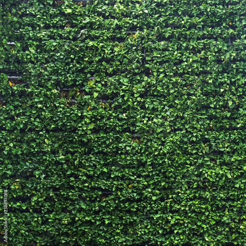 Vertical Garden Lush Green Wall Pattern Surface Texture