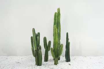 Poster Cactus echte planten set met witte rotsen vloer in woestijn geïsoleerd op witte achtergrond © tampatra