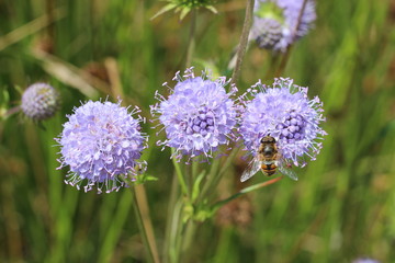 Fototapeta premium Jasione montana sheep's bit blue daisy flower in bloom bumblebee meadow close up