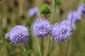 Fototapeta premium Jasione montana sheep's bit blue daisy flower in bloom bumblebee meadow close up