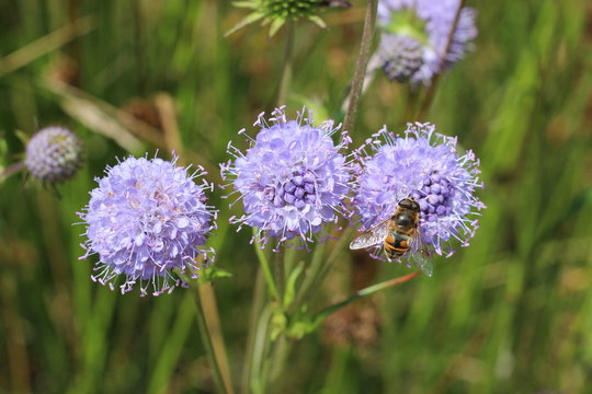Jasione montana sheep's bit blue daisy flower in bloom bumblebee meadow close up