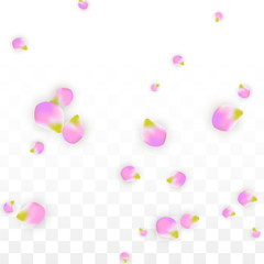 Vector Realistic Pink Petals Falling on Transparent Background.  Spring Romantic Flowers Illustration. Flying Petals. Sakura Spa Design. Blossom Confetti.