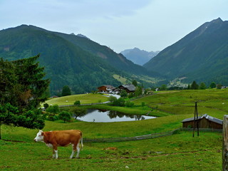 Fototapeta na wymiar Austria-cow on pasture in Alps