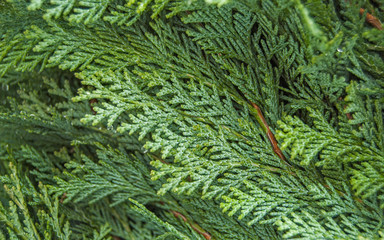 Organic ornament. Thuja, cedar branch and leaves, nature background