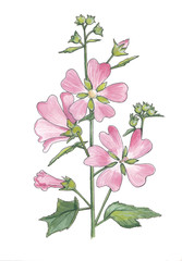 Watercolor illustration of pink mallow flowers .