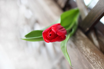 Red tulip flower. Rustic background. Hello spring, thaw, the first flower. Nature wakes up. The concept of the beginning of spring or the end of winter.