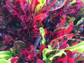 colorful croton plant
