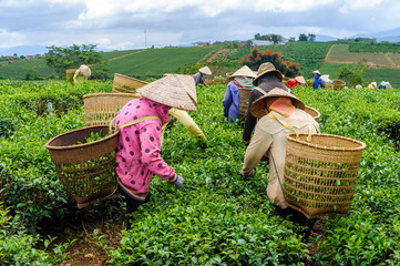 Women harvesting tea leaves in Bao Loc, Lam Dong province, Vietnam.