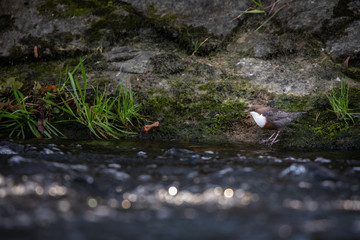 Fototapeta premium White-throated dipper (Cinclus cinclus) sitting on a stone. Diving bird hunting in the water. spring moment from mountain.
