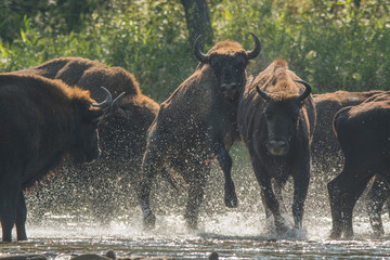 Wisents (Bison bonasus) in the San river. Bieszczady Mountains. Poland.