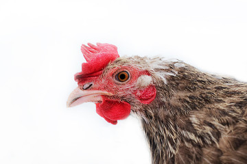 A large chicken. Selective focus, close-up.
