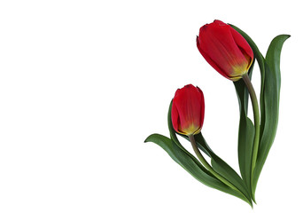 Red tulip flowers, isolated on white background. Hi spring. The concept of the beginning of spring or the end of winter.