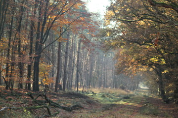 Obraz premium Forest Landscape