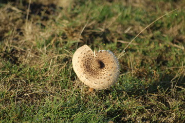 Wild Mushroom