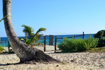 strand mit palme isla mujeres mexiko