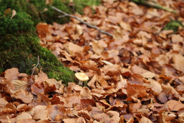 Wild Mushroom