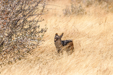 A Black-backed Jackal (Canis mesomelas) standing behind a bush in the wind, Etosha National Park, Namibia.