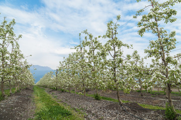 Huerto de peral en floración 