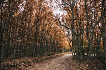 road in the forest