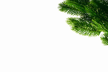 Obraz premium On the top right is a branch of a coniferous tree on a white background isolate, the rest of the photo is empty space for signature