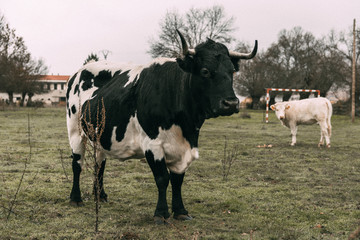 Naklejka na ściany i meble cows on the farm