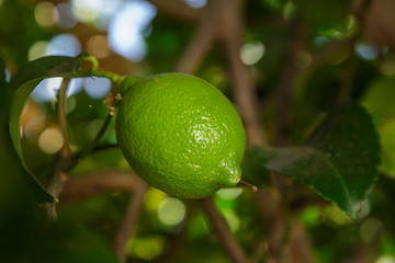 Limón en el limonero 