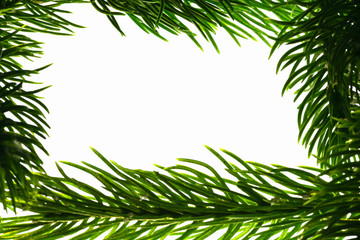 .Rectangular frame of coniferous spruce branches on white isolated background. Isolate..
