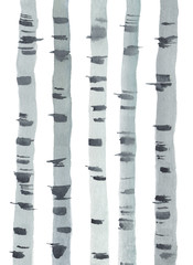 Watercolor illustration of birches isolated on white background. Hand drawn illustration. Forest. Landscape. 