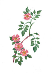 Watercolor botanical illustration of pink wildrose.