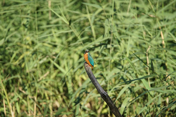 カワセミのイメージ(大和市泉の森公園)